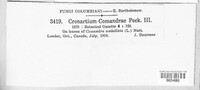 Cronartium comandrae image